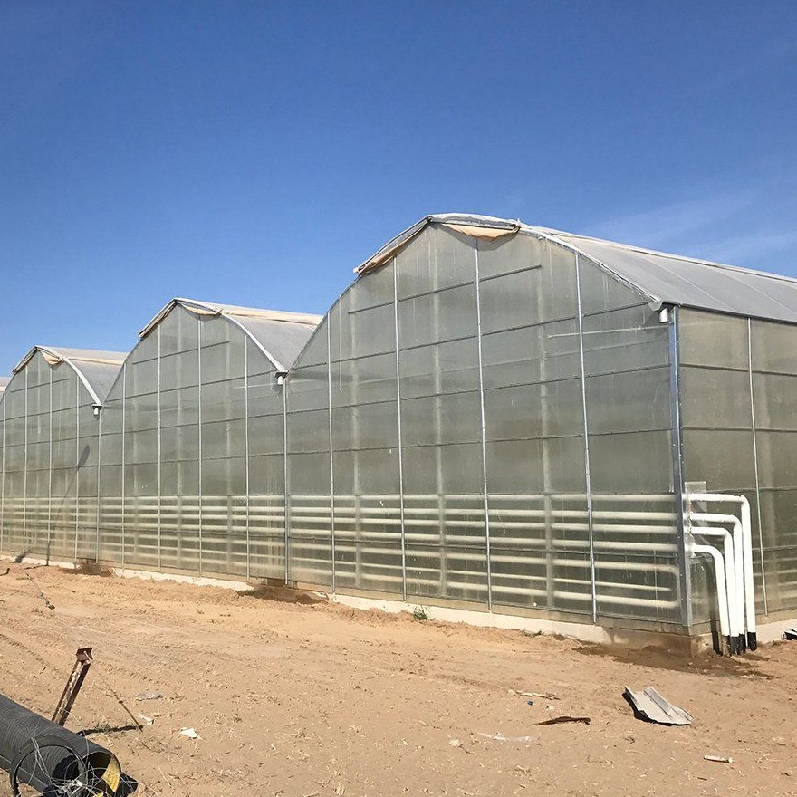 Gothic multi span greenhouse covered with film on a dry site