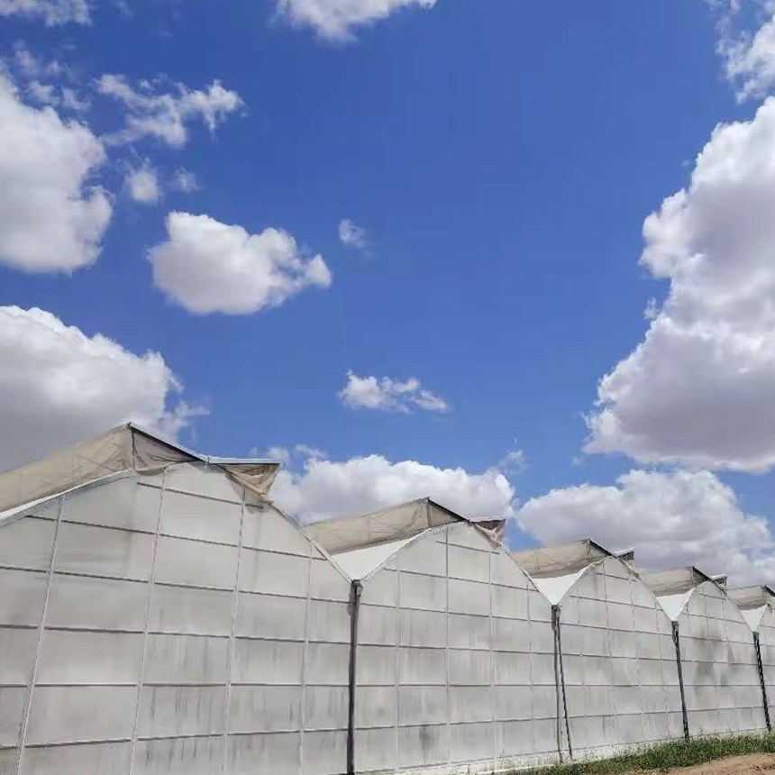 Multi span gothic arch film greenhouses seen across an open site