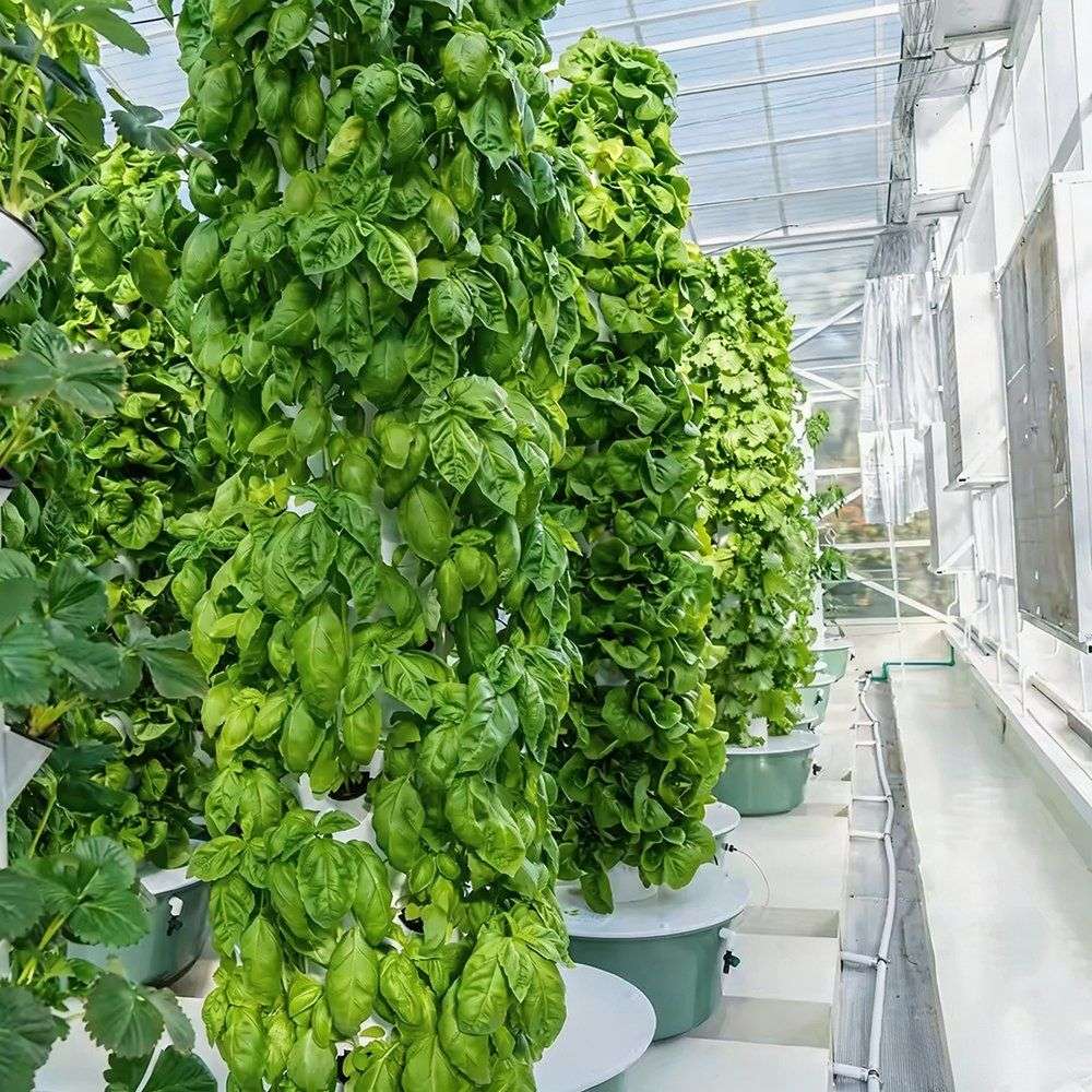 Aeroponic tower with dense leafy herb growth on the column