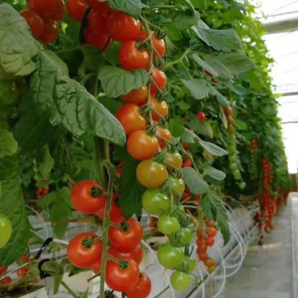 Ripe tomato trusses growing on the wire hanging system inside a greenhouse