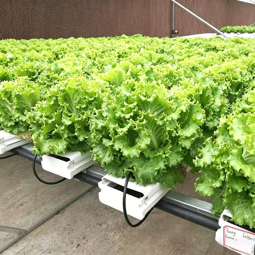 Dense rows of lettuce growing on hydroponic channels in a greenhouse