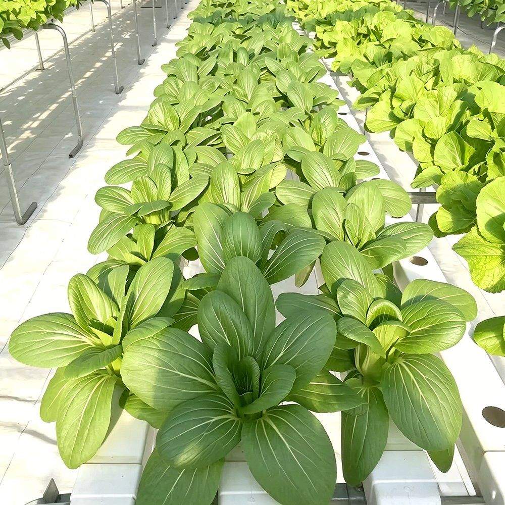 Leafy lettuce plants growing in white hydroponic channels fed by drip lines