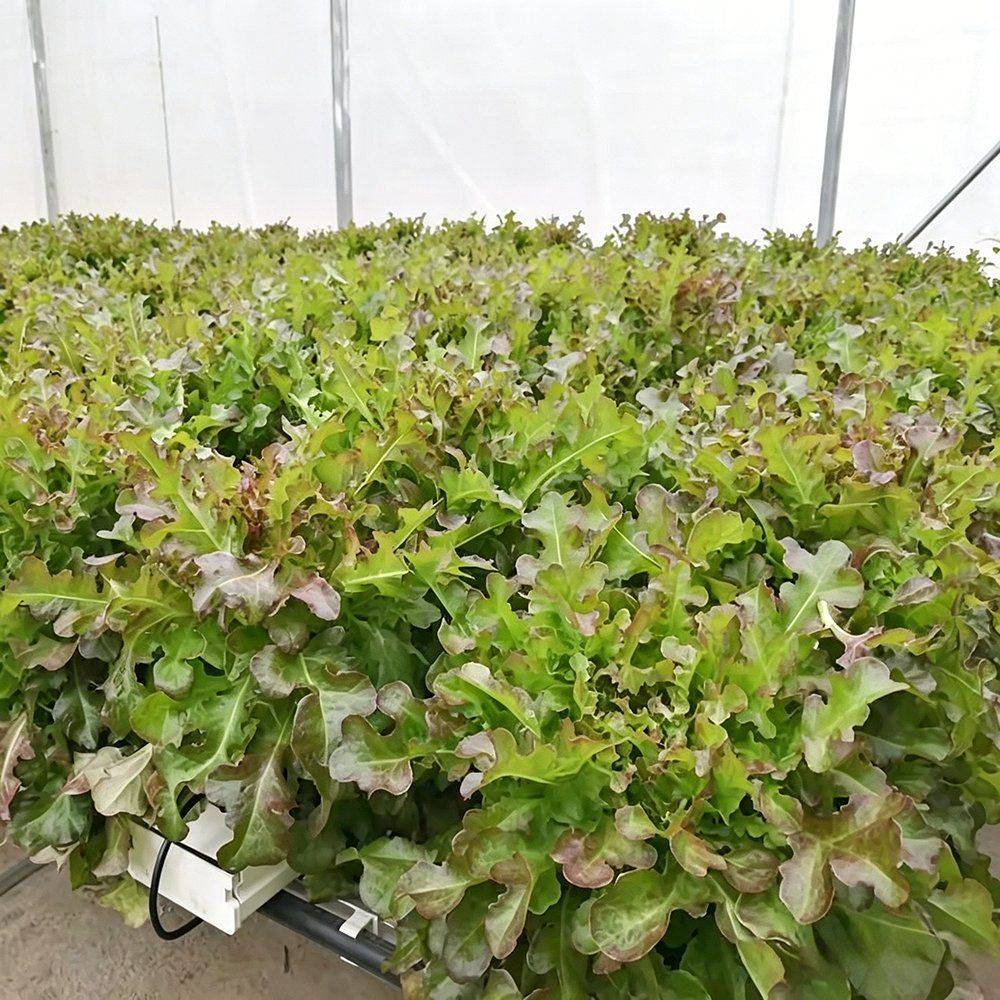 Red and green lettuce varieties growing together in hydroponic channels