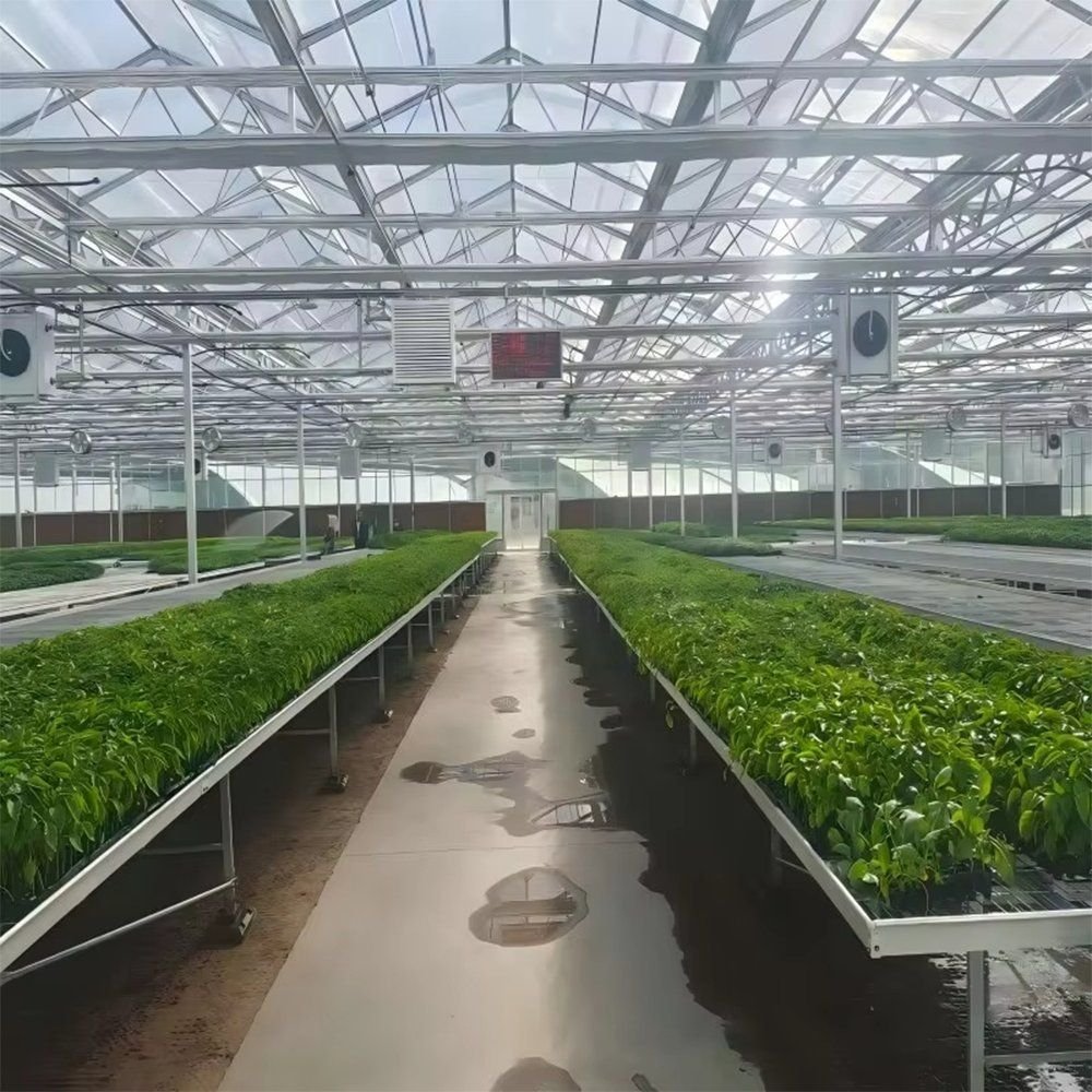 Lettuce growing on benches inside the greenhouse