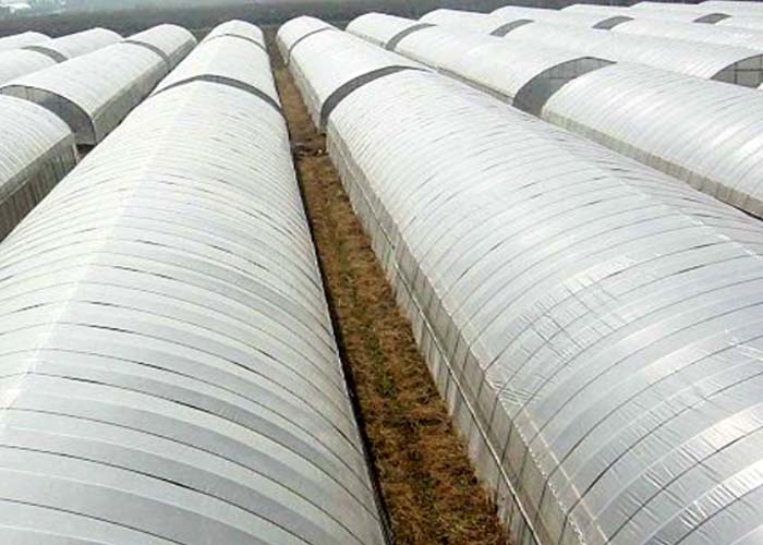 A row of arch film polytunnels seen from outside with soil paths between them