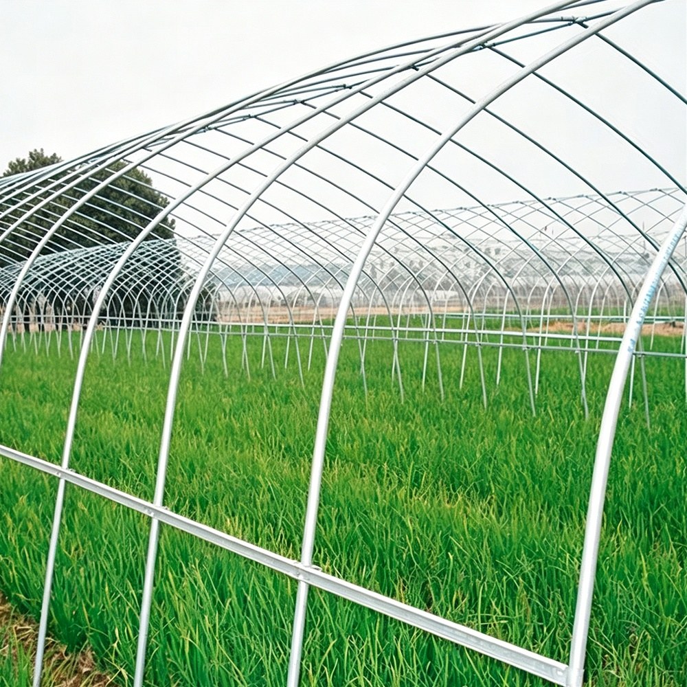 Crop rows growing inside a high tunnel greenhouse