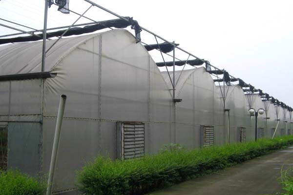 Multi-span steel frame greenhouse exterior with film cover and side wet pad wall