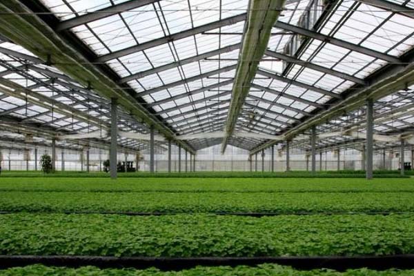 Multi-span greenhouse interior showing crop rows under a steel truss roof structure