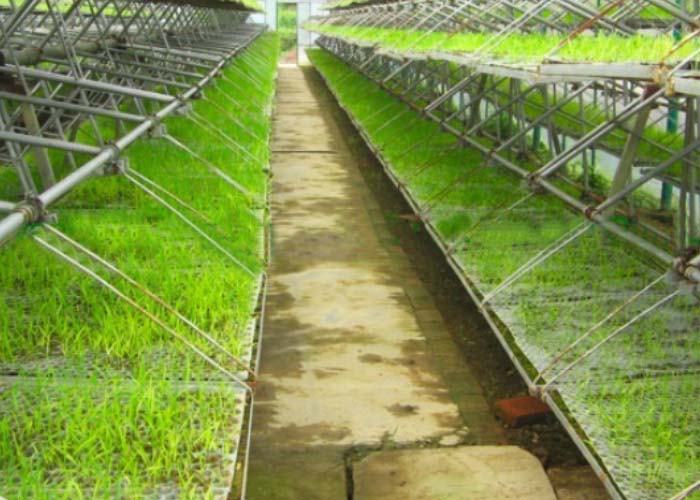 Aisle between two rows of multi-layer growing benches covered with green seedlings