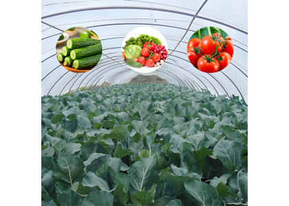  Wall Construction Specifications for Column-Free Plastic Commercial Greenhouses 