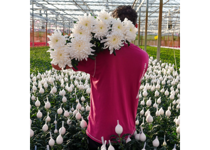 Why Greenhouse Agriculture Is Developing Rapidly