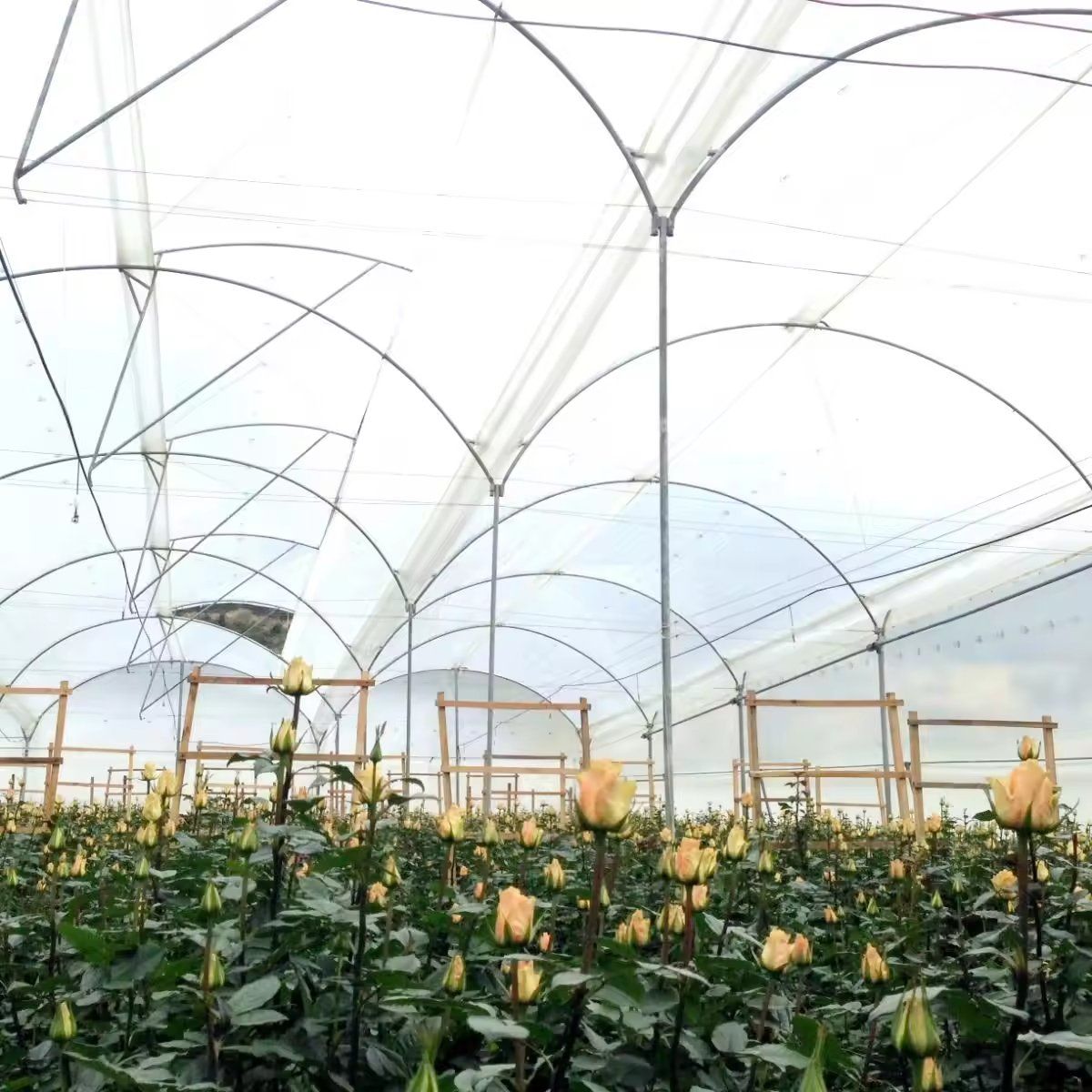 Rose plants growing inside the commercial plastic film greenhouse with hoops overhead