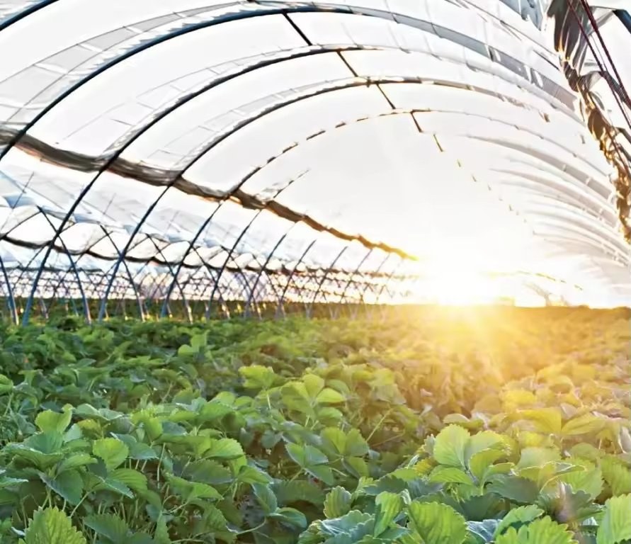 Commercial plastic film greenhouse interior with strawberry plants growing under the arched roof