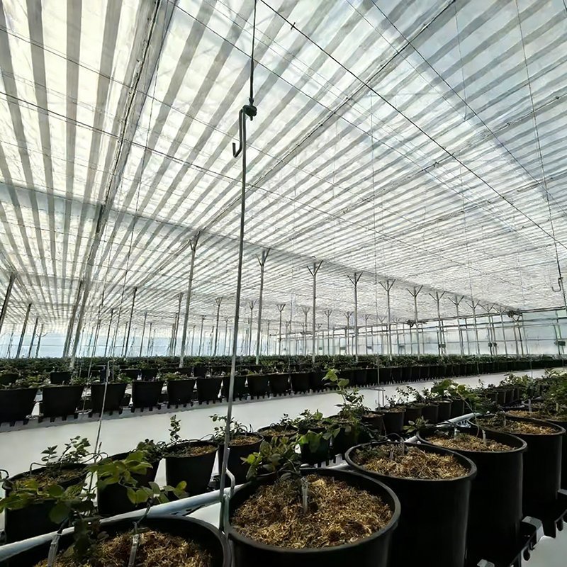 multi span film greenhouse arch with potted blueberry plants