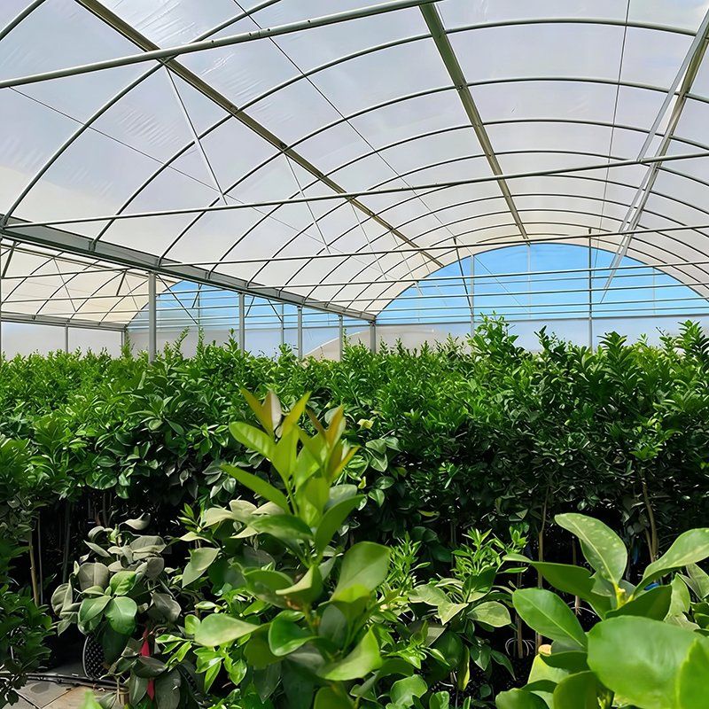 Multi Span Galvanized Film Greenhouse with Double Layer for Blueberry