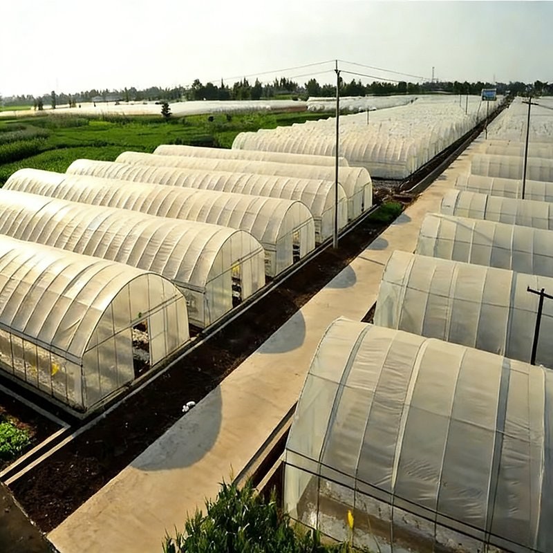 rows of tunnel greenhouses in the field