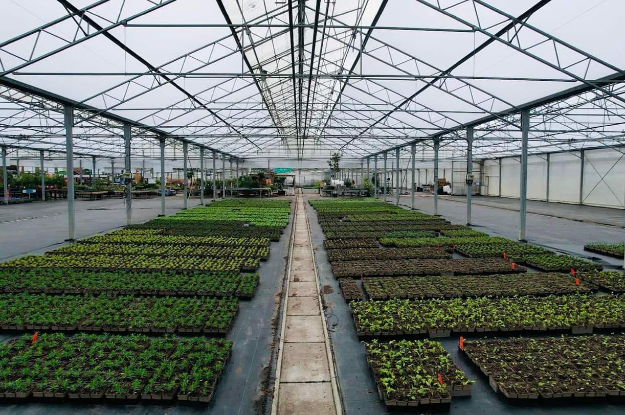 seedling trays growing inside a film greenhouse