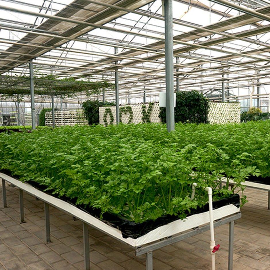 seedlings in benches inside a year round vegetable greenhouse