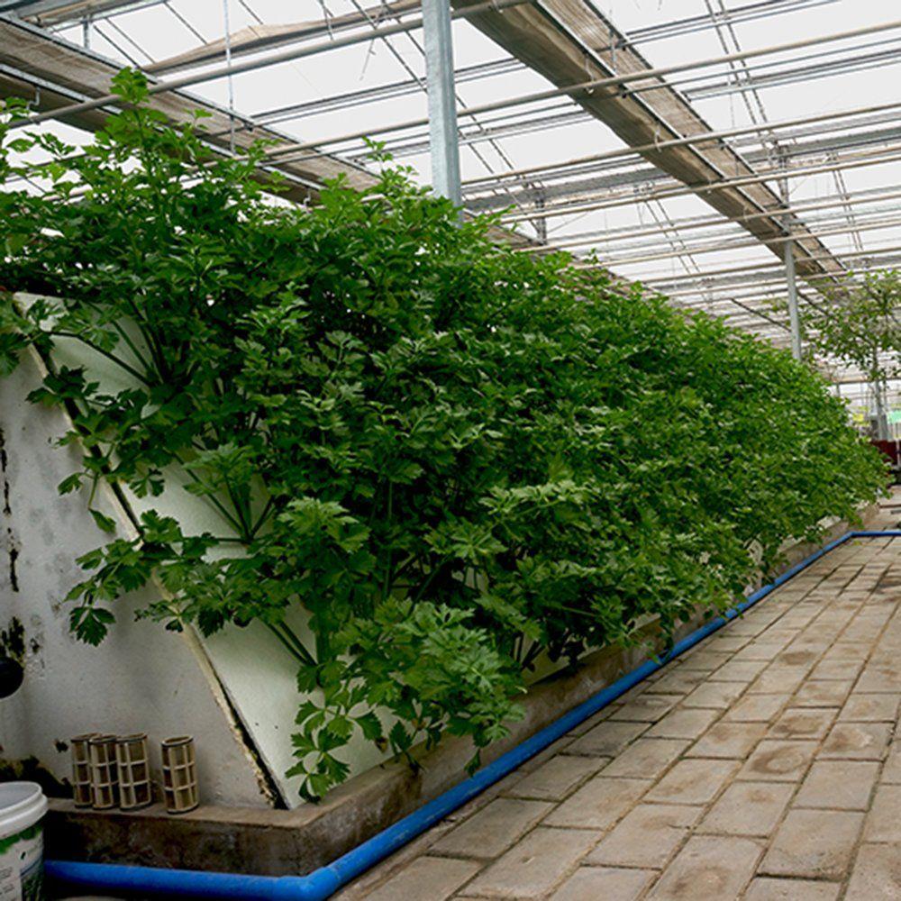 leafy vegetable crop growing on a raised bed inside a film greenhouse