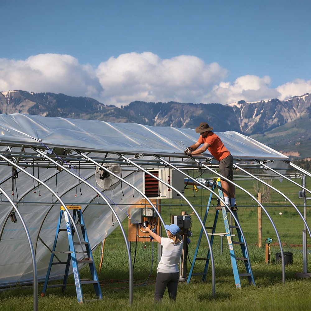 crew fitting plastic film covering on a greenhouse frame