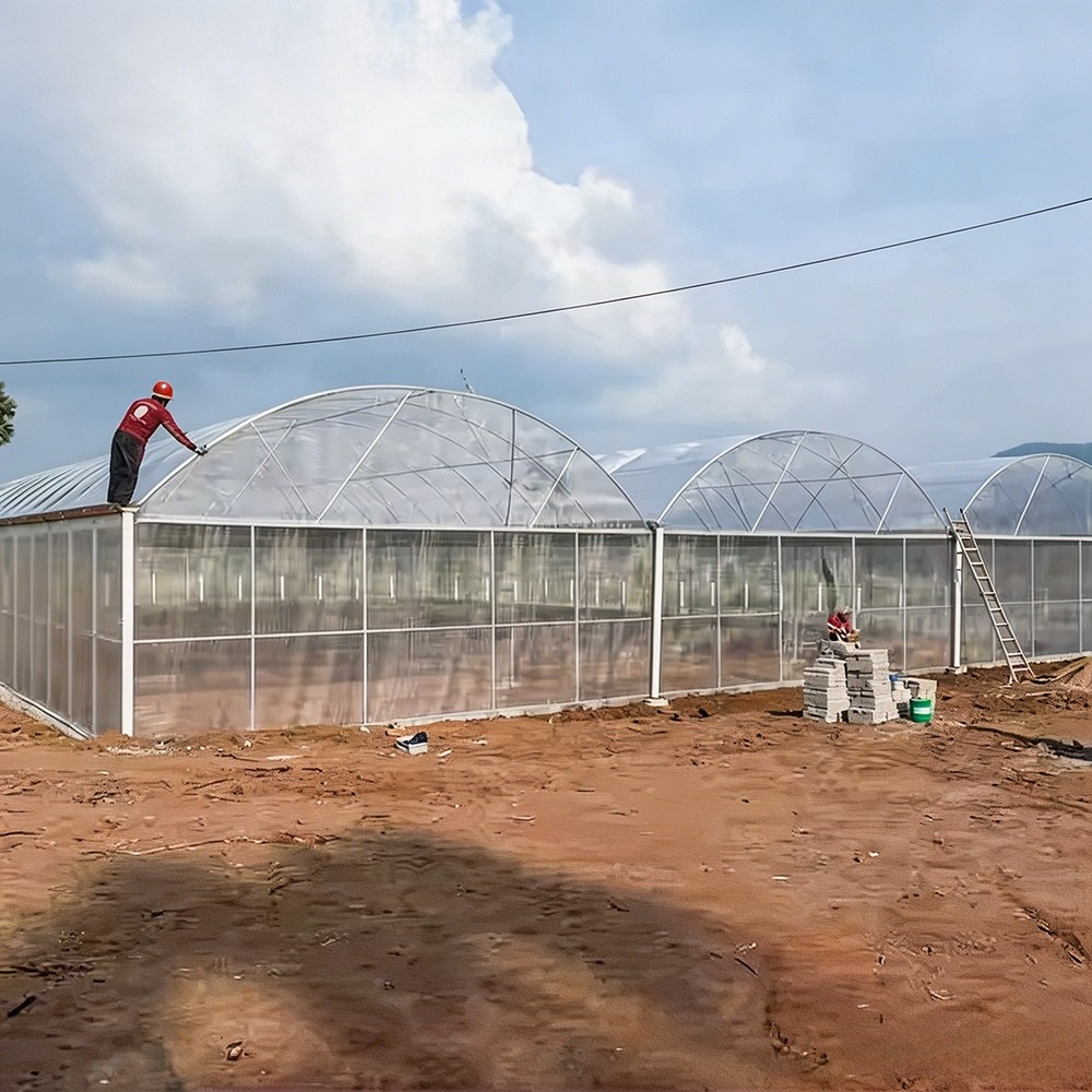 Year Round Vegetable Greenhouse with High Light for Farm Investors