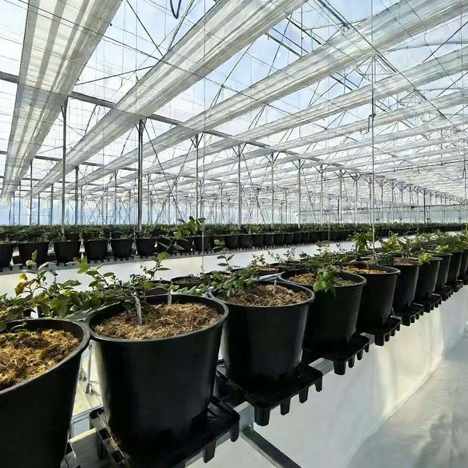 blueberry plants in pots on rows inside a film greenhouse