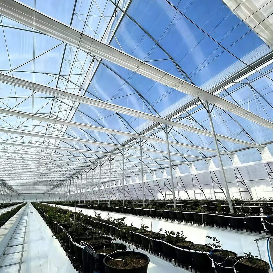 steel truss roof structure of a multi span film greenhouse
