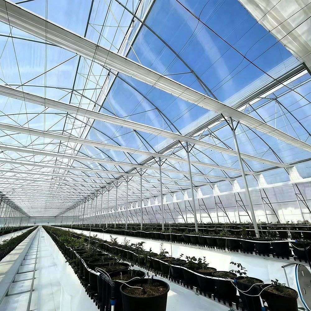 Double Layer Multi Span Film Greenhouse for Blueberry Farming