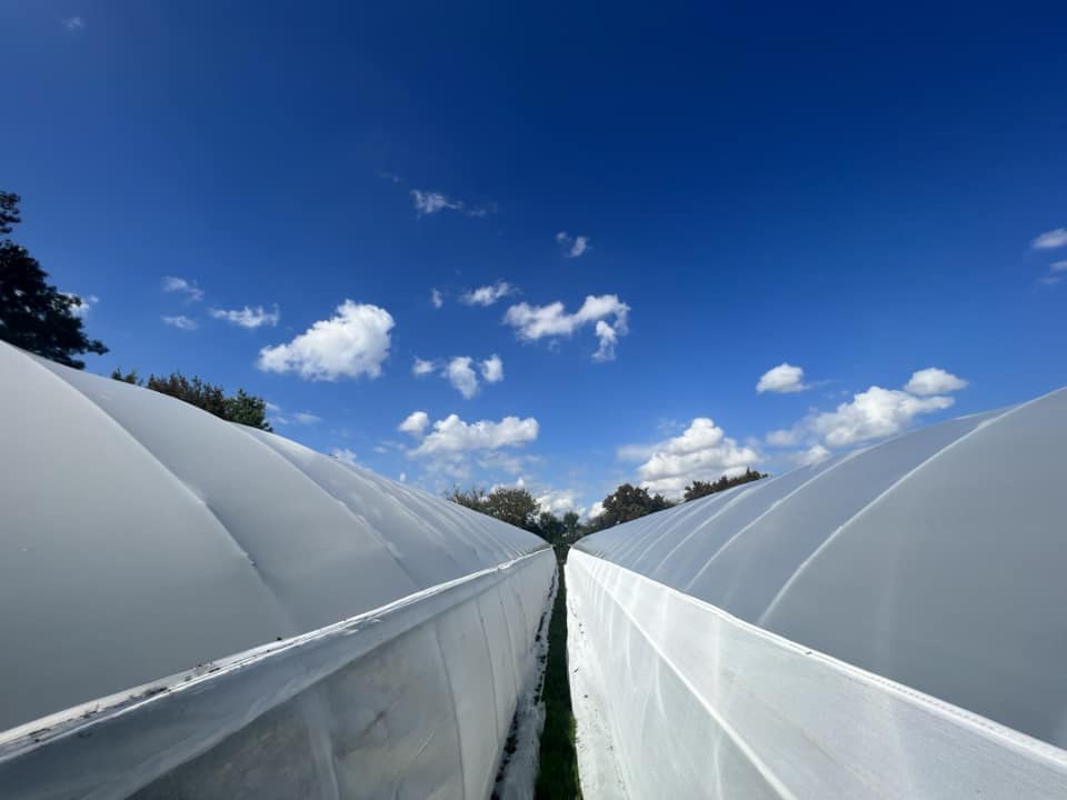 View between two arched film greenhouse bays looking up at the sky