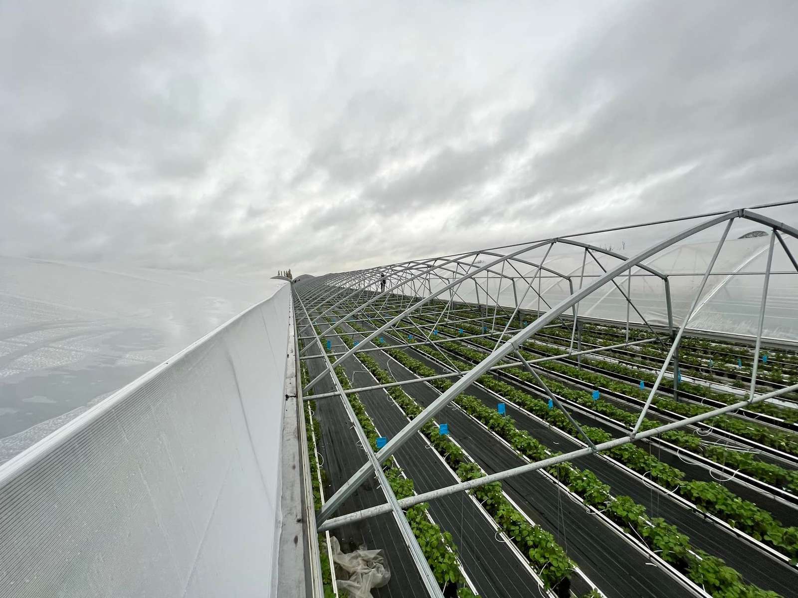 Galvanized steel roof frame of the multi-span film greenhouse seen from above the crop rows