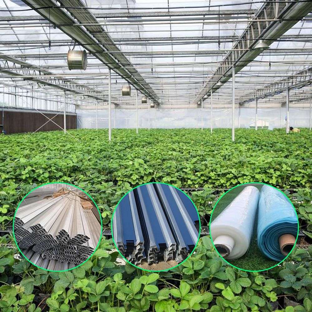 Multi-span PE film greenhouse interior with strawberry plants growing on raised beds