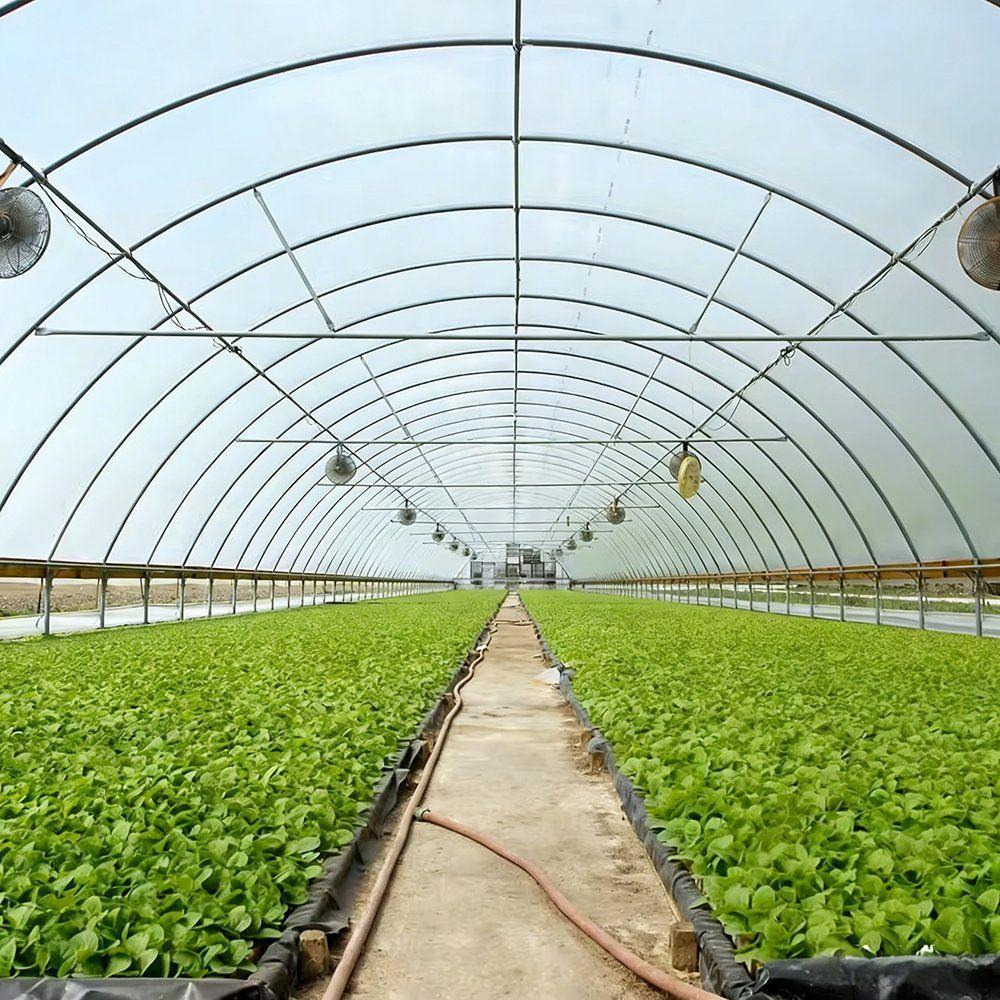 Interior of the tunnel greenhouse with leafy greens in rows and fans overhead