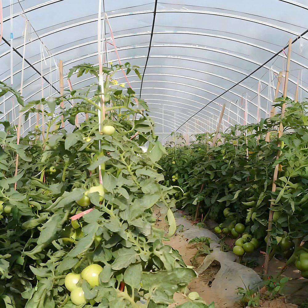 Tomato plants growing on trellis inside the single span tunnel greenhouse