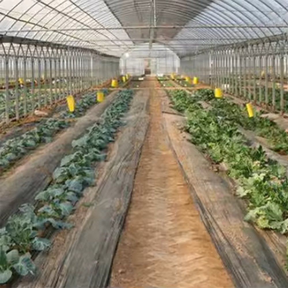 Vegetable crops growing in rows inside the commercial tunnel greenhouse