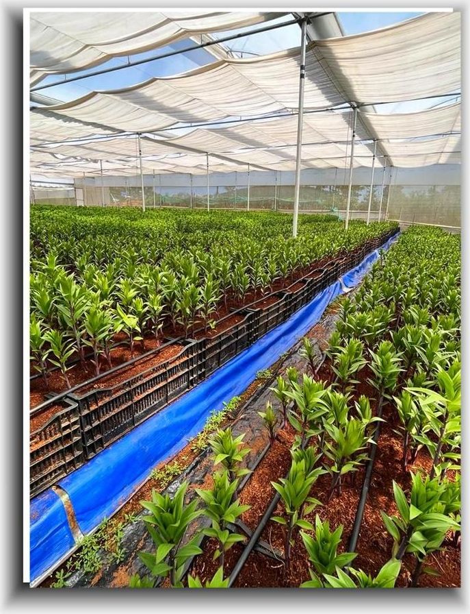 rows of plants under shade netting inside a flower greenhouse