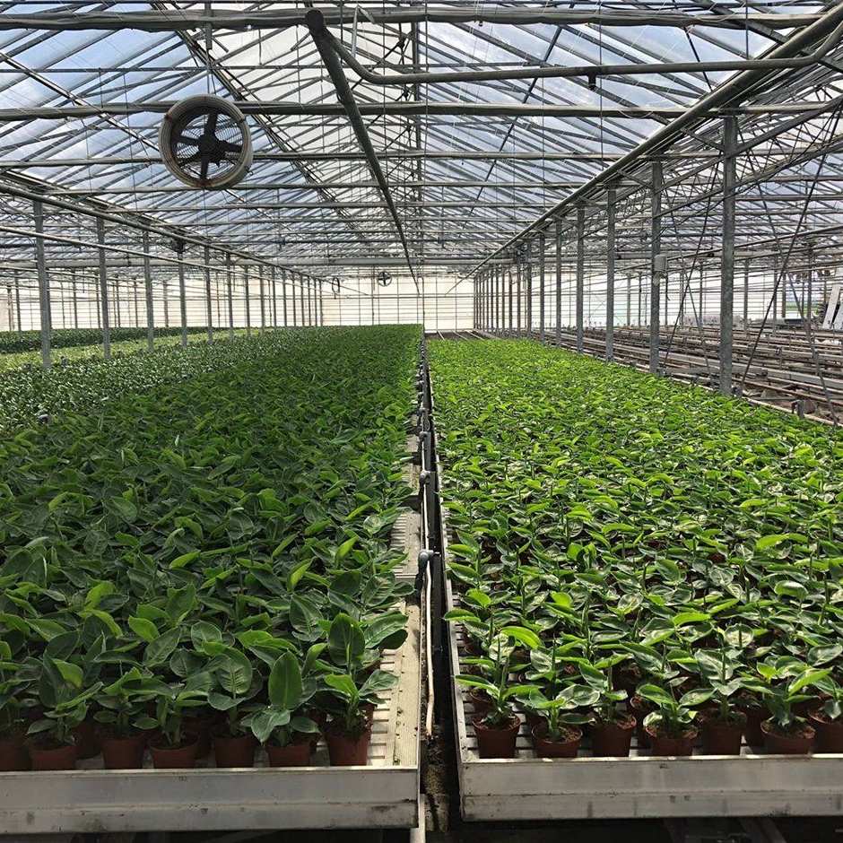 potted plants on raised benches inside a flower greenhouse