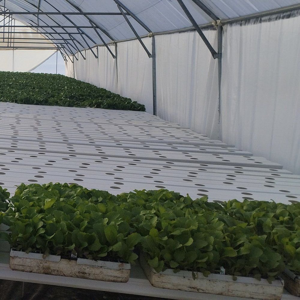 Double Layer Flower Greenhouse with High Light for Cut Flower Farms