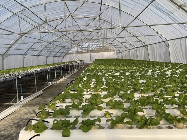 hydroponic growing bay inside commercial glass greenhouse