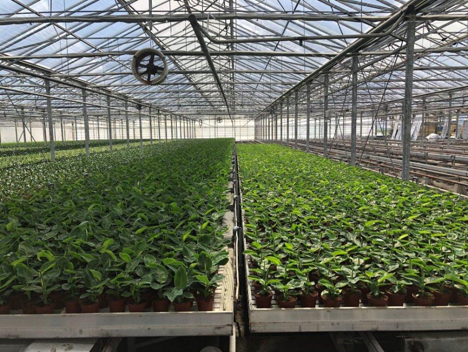 glass greenhouse interior with ventilation fan