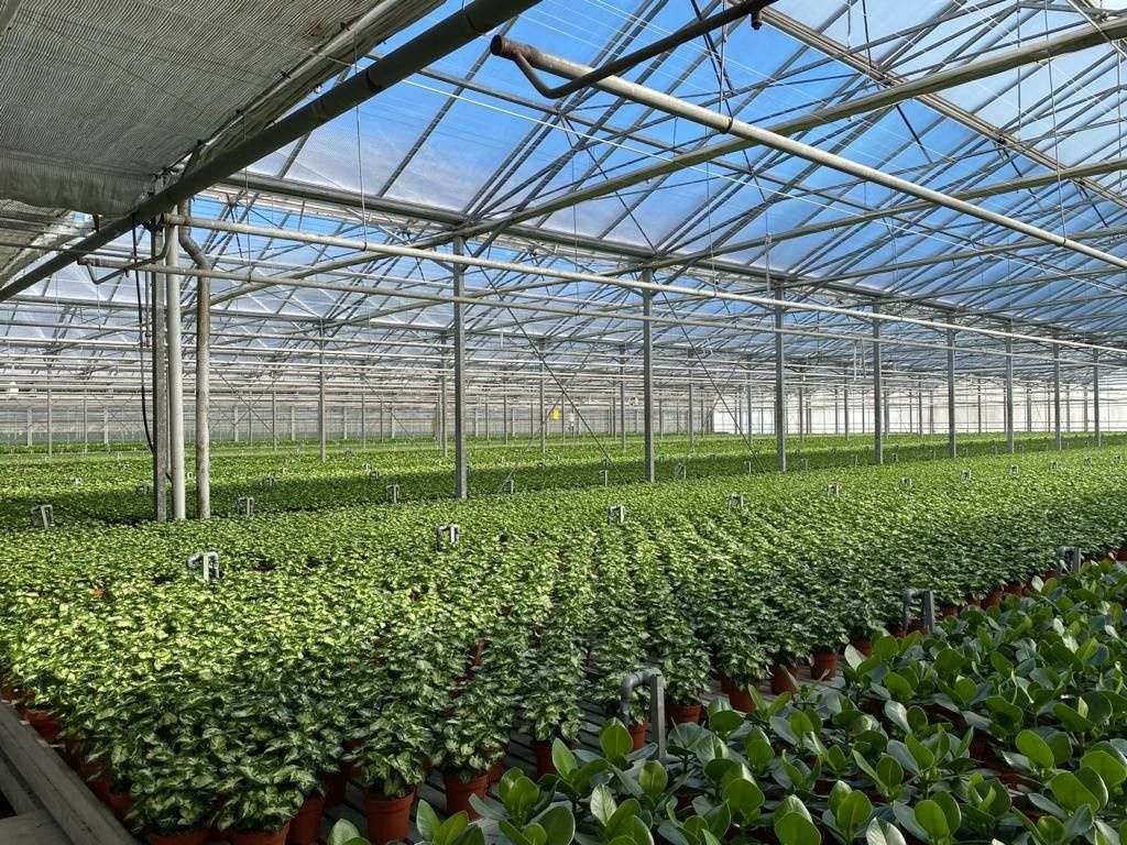 vegetable seedlings growing on benches in glass greenhouse
