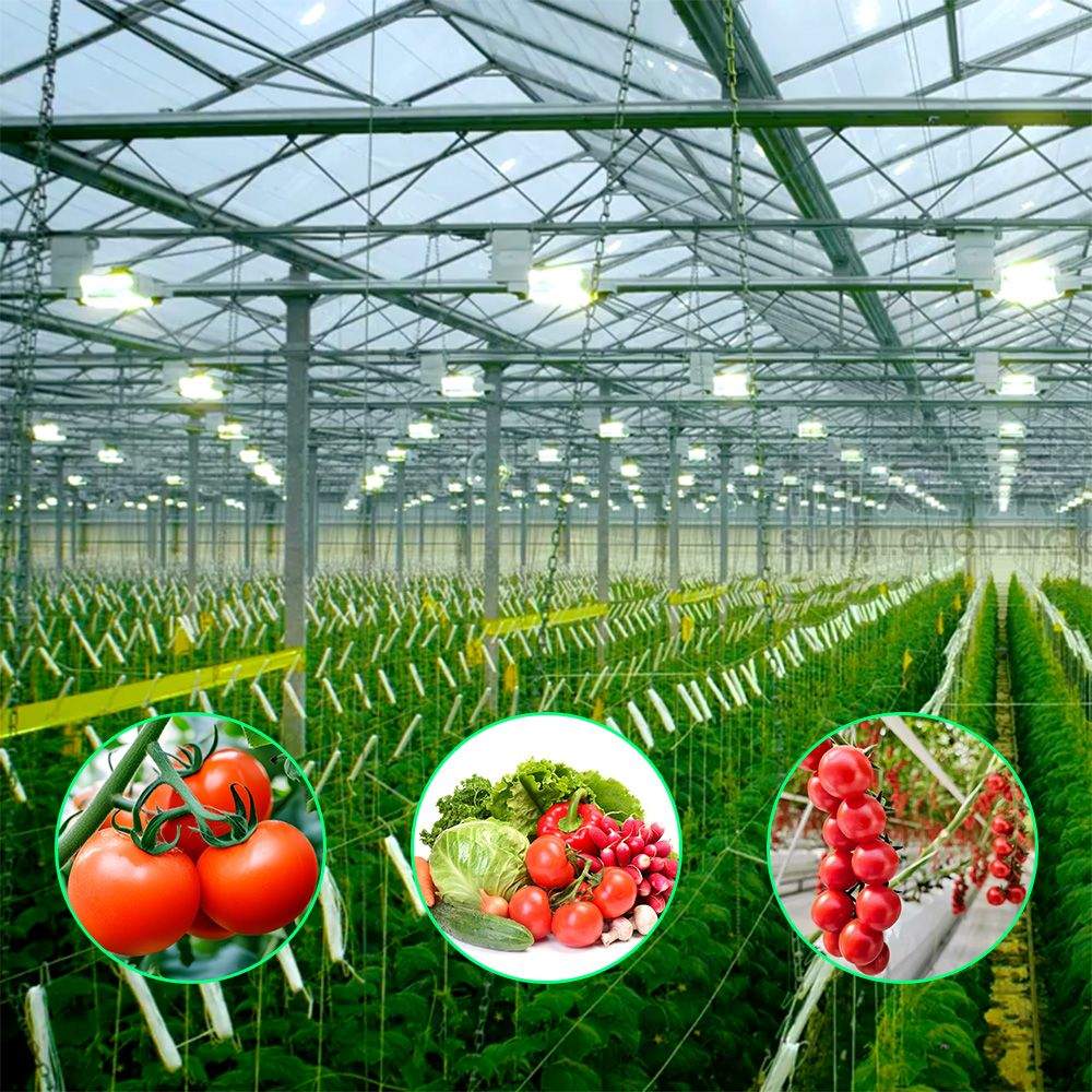 Durable Commercial Vegetable Glass Greenhouse for Year Round Cultivation