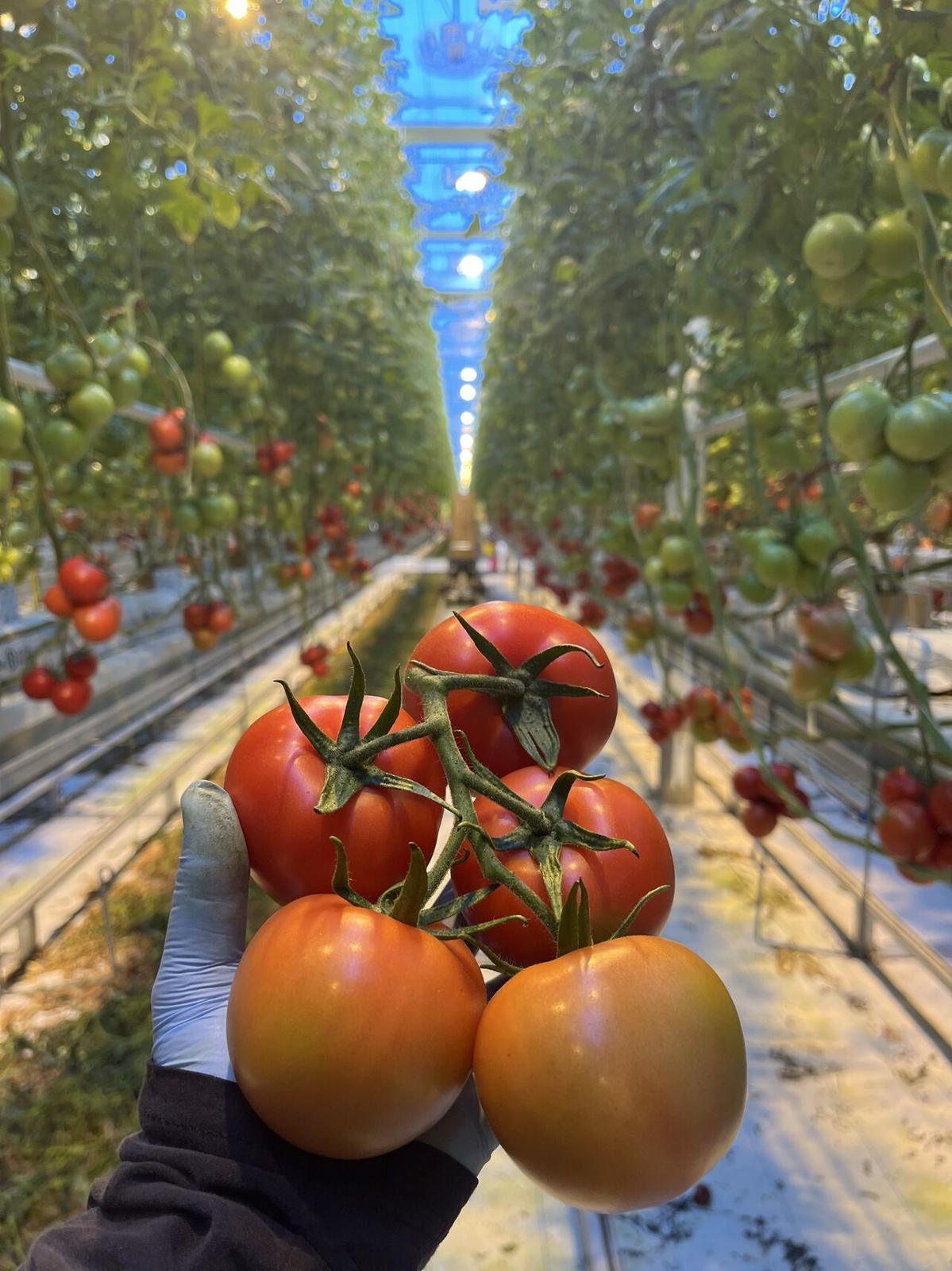Long aisle inside the Venlo glass greenhouse with tomatoes on both sides