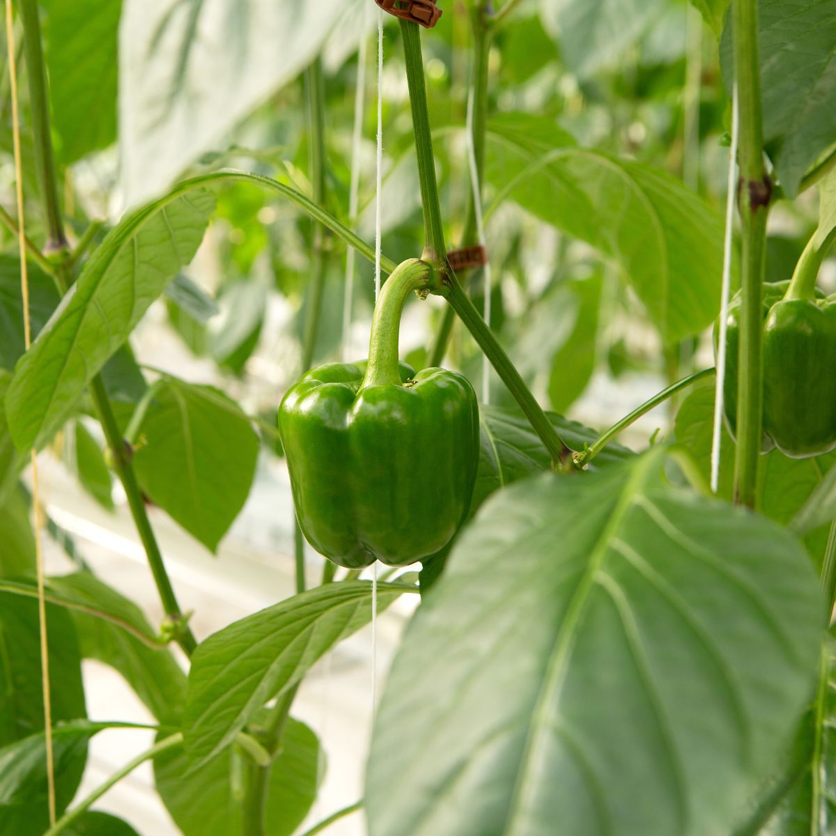Close view of a green bell pepper growing in the Venlo glass greenhouse
