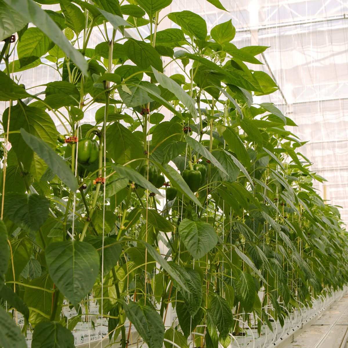 Venlo glass greenhouse interior with green pepper plants growing on trellis rows