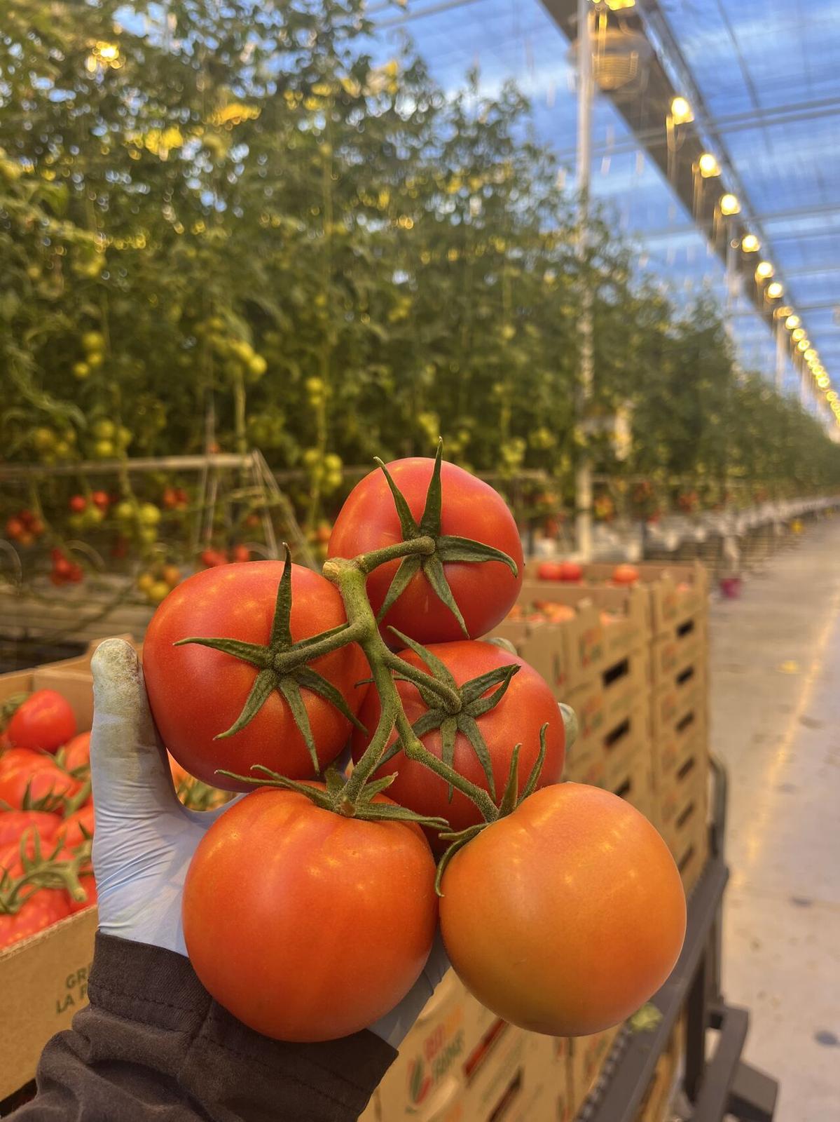 Hand holding a truss of ripe tomatoes grown inside the Venlo glass greenhouse