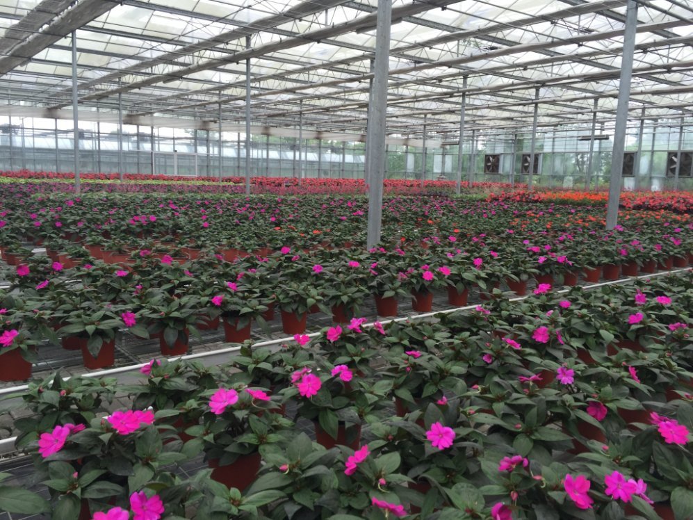 Wide span glass greenhouse interior filled with flowering pot plants