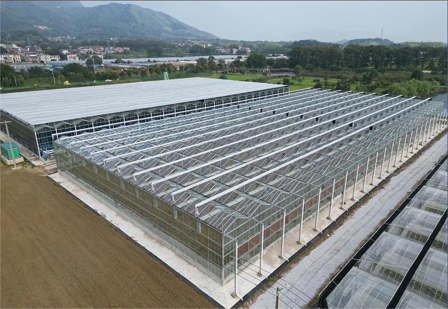 Aerial view of multi-span glass greenhouses on a commercial horticultural site