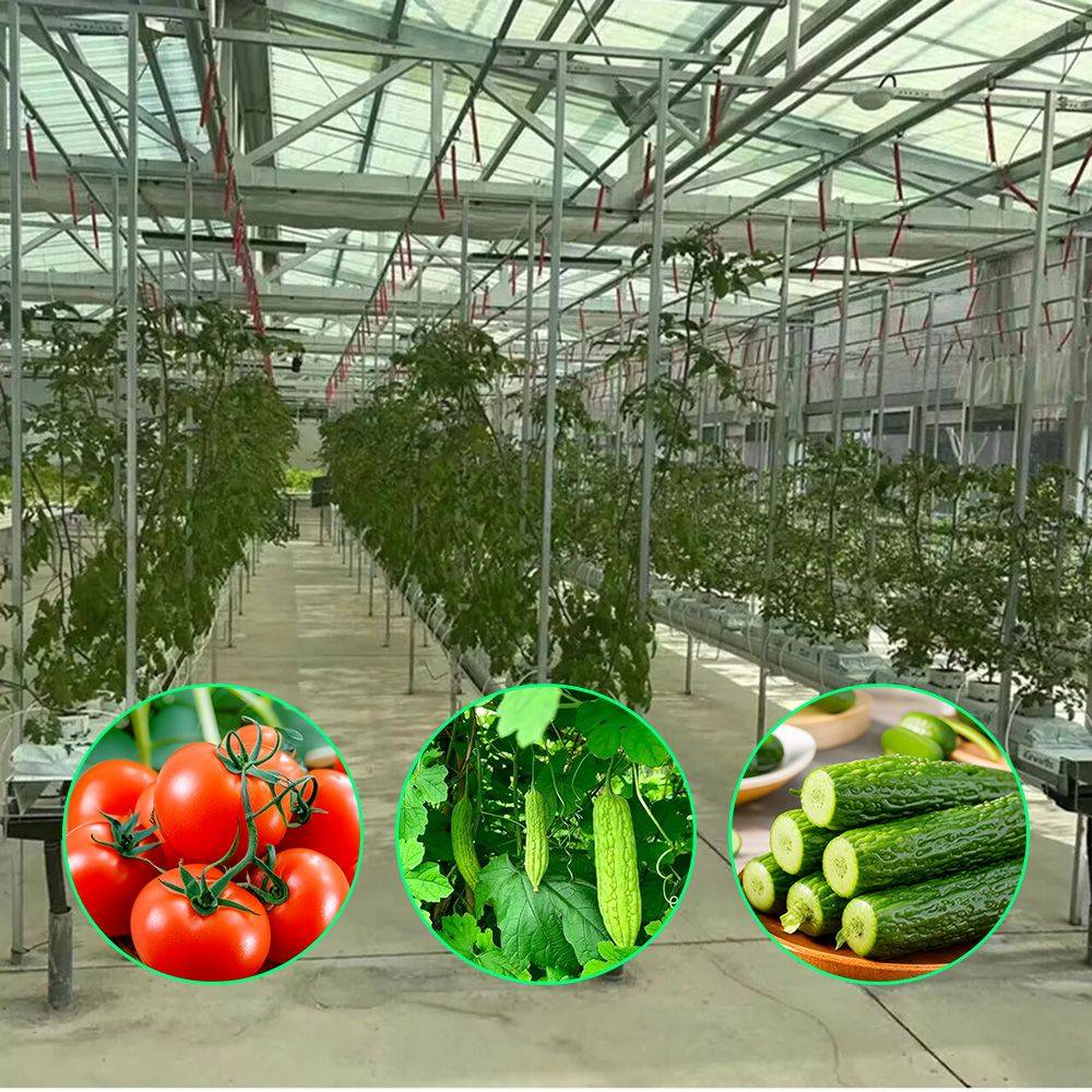 Wide Span Glass Greenhouse with Galvanized Steel Frame for Vegetables