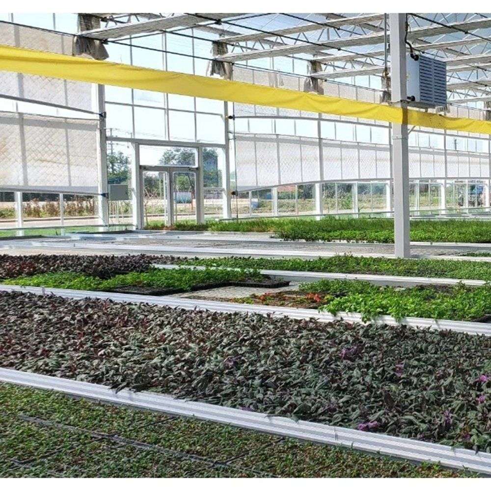 rows of growing benches inside a research greenhouse