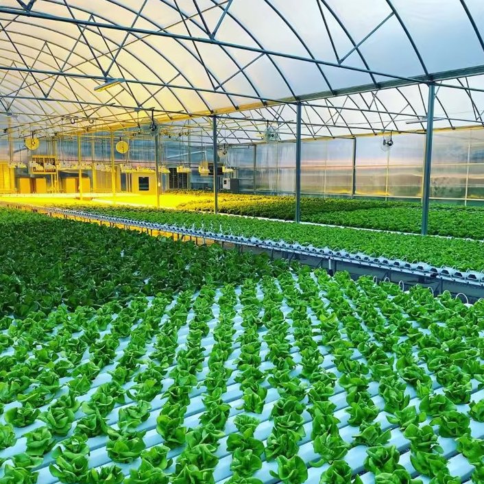 rows of leafy crops growing inside a polycarbonate greenhouse